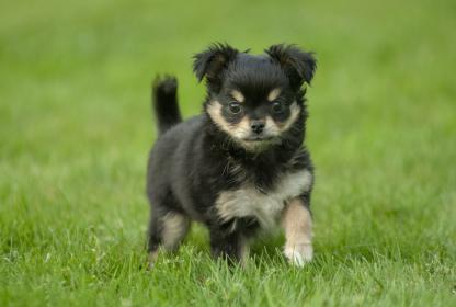 petit chien jouant dans l'herbe