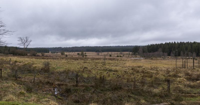 Fagnes