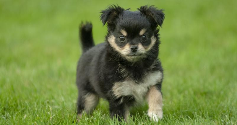 petit chien jouant dans l'herbe