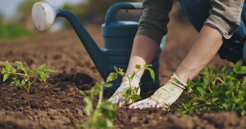 mains qui effectuent une plantation dans un potager
