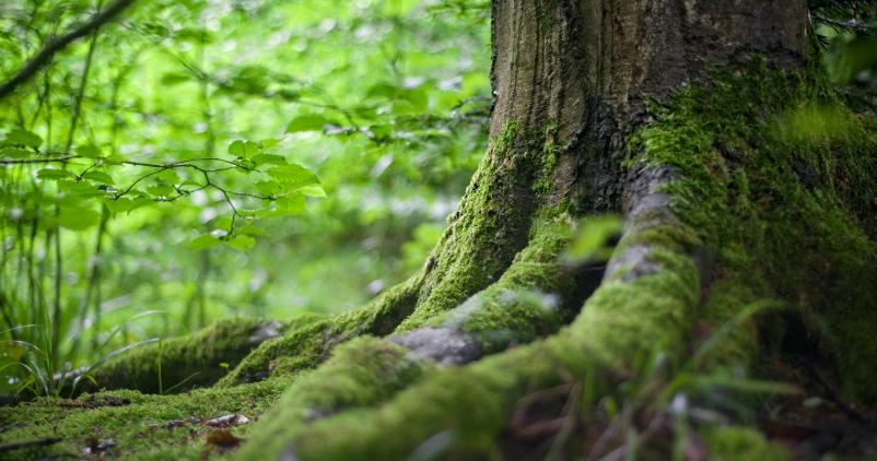 forêt