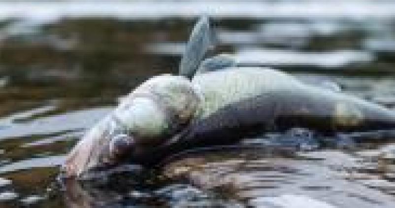 poisson mort