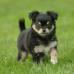 petit chien jouant dans l'herbe