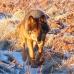 loup