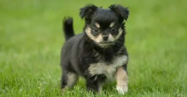 petit chien jouant dans l'herbe