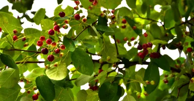 baies sur des branches