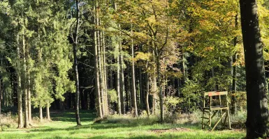 photo d'un mirador en forêt