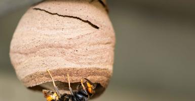 photo d'un frelon asiatique à l'entrée d'un nid
