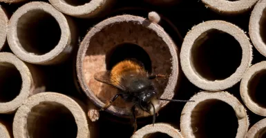 maison à insectes