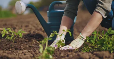 mains qui effectuent une plantation dans un potager