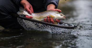 pêcheur tenant une truite en main