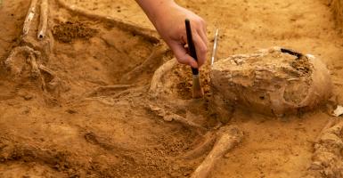 main d'archéologuee nettoyant un vestige au pinceau