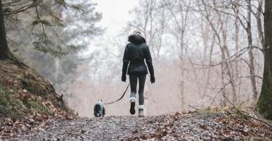 chien en laisse