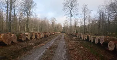 forêt