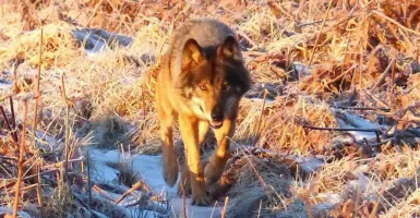 loup