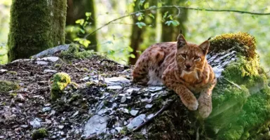 lynx