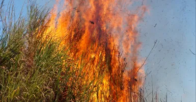 incendie de forêts