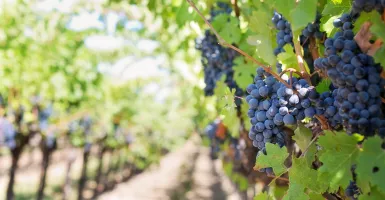 vignes