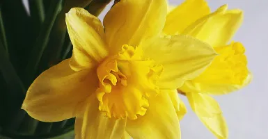 jonquilles