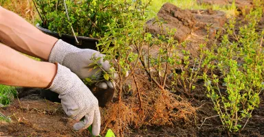 photo de plantation d'un plant d'arbre