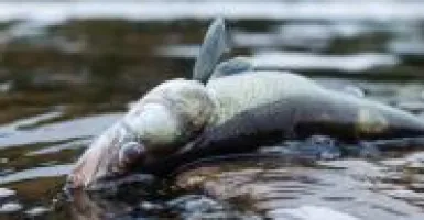 poisson mort