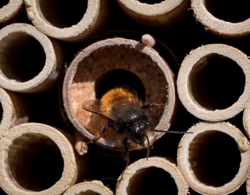 public://2025-10/Maison à insectes 2 - .JPEG