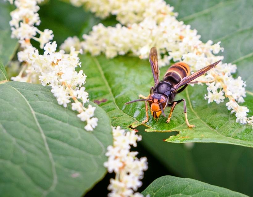 frelon sur une feuille