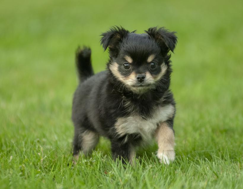chien qui court